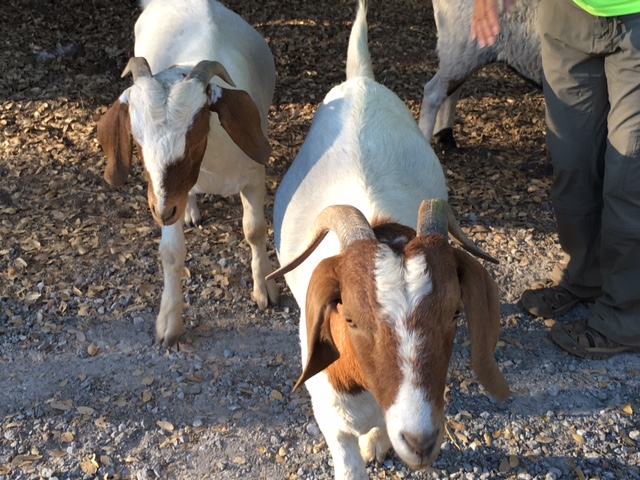 goats Berwyn and Joyful