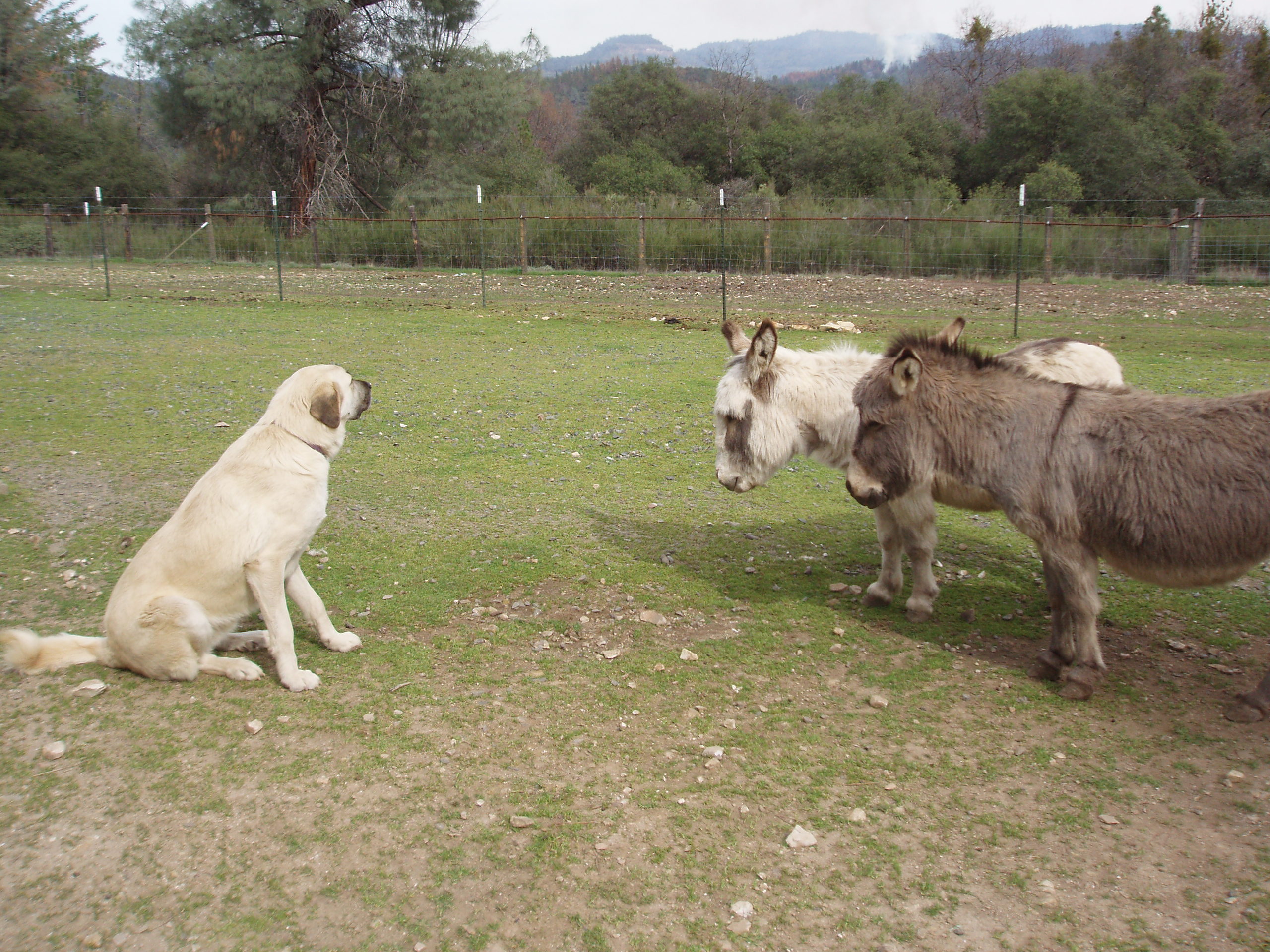 mini donkeys with guardian dog