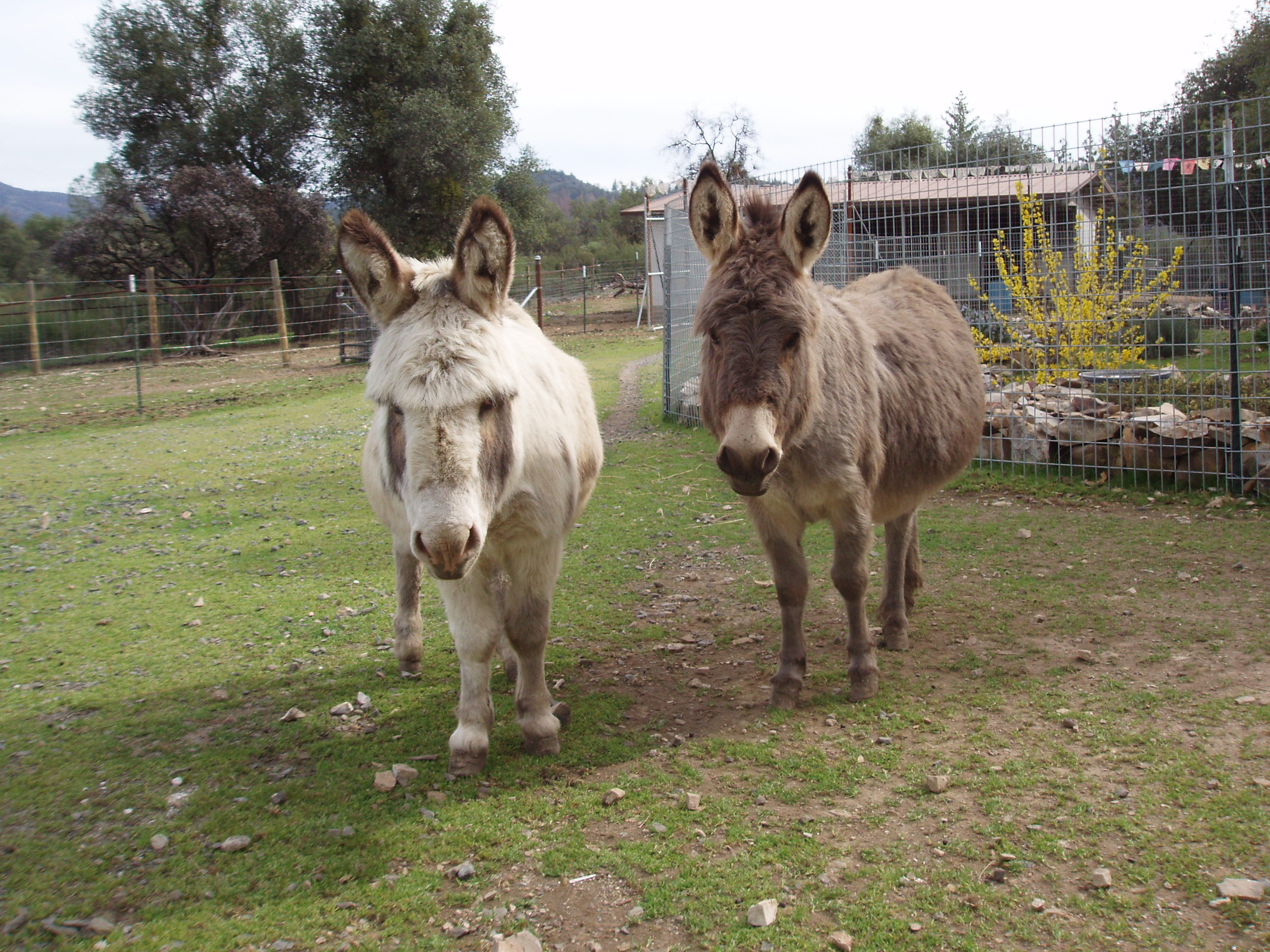 Ferdinand and Lily mini donkeys