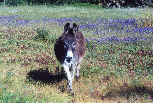 Gabriel the donkey in lupin flowers