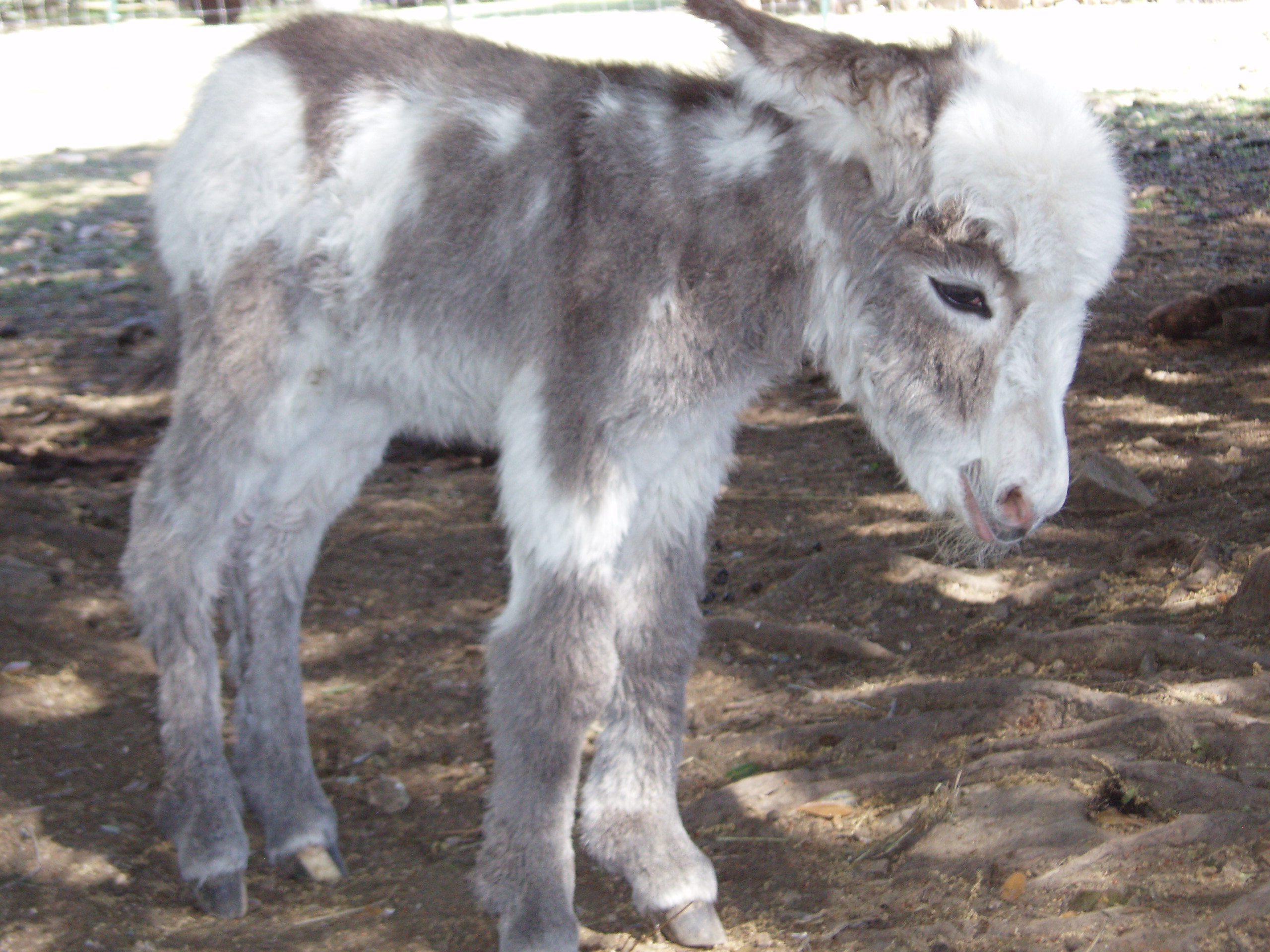 baby mini donkey Jasmine Pearl