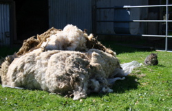 Isabel's sheared wool