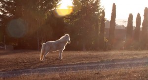 miniature horse