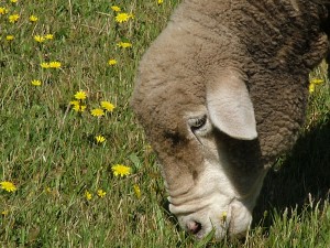 chloe the sheep