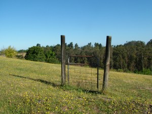 gate with no fence