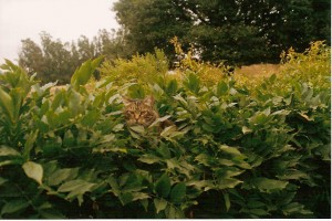 Sparrow the Wise Tabby Cat