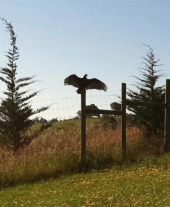 vulture drying her wings