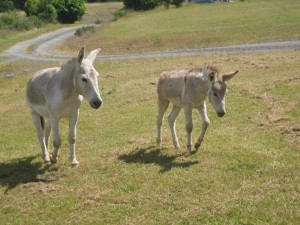 mother and child donkeys