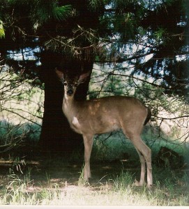 deer under cedar tree