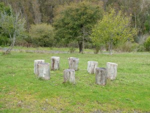 circle of tree stumps