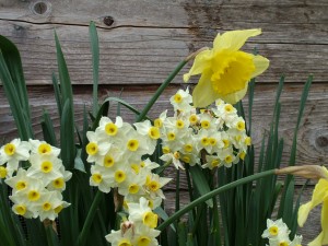 daffodil and narcissus