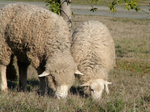 the two ewes Chloe and Fleur-de-Lys