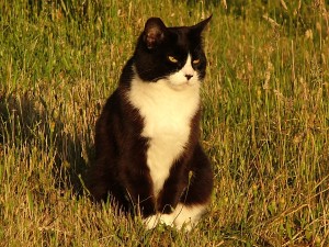 tuxedo cat in the grass