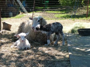 two new lambs and mother ewe