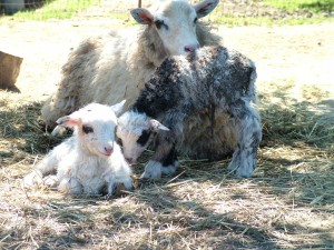 Fleur the sheep with twin lambs