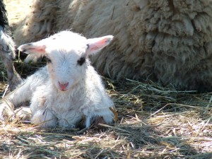 white lamb