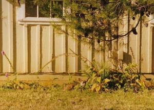 tiny fawn beneath a foxglove arch