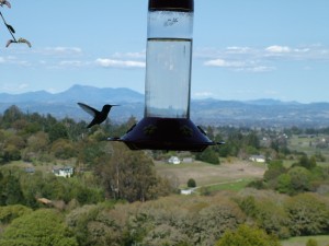 hummingbird at feeder