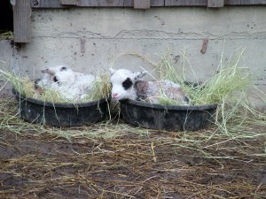 lambs sleeping in two bowls of hay