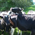 herd of cows in a field