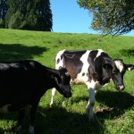 cows in a green field