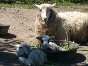 lamb in bowl next to twin and mother