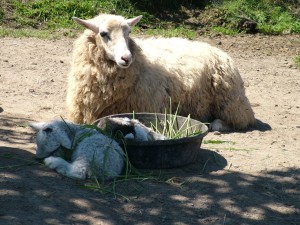 lamb napping in bowl next to twin and mother