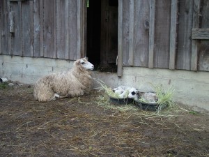 ewe and two lambs