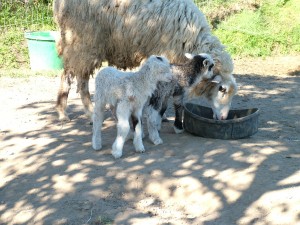 ewe with twin lambs