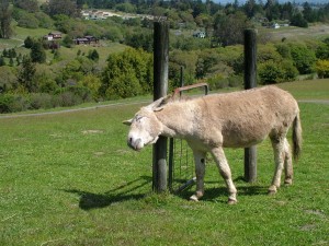 Raphael the donkey scratching on the gate