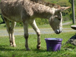 Ulysses the donkey at the water bucket