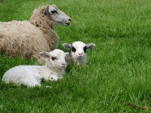 two lambs with their mother