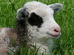 Aurora Charlotte the lamb