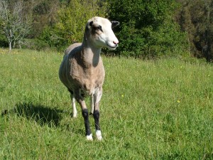 Beau the wether after his first shearing