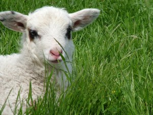 Snowflake the lamb