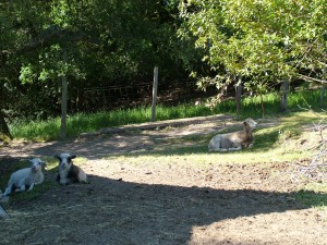 lambs napping with ewe