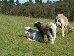 twin lambs with their mother