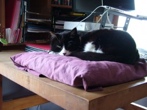 Lorca the cat on the desk