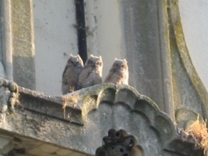 3 baby owls in nest