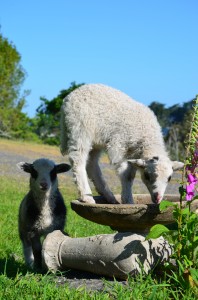 lamb in birdbath