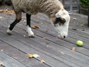 beau the sheep goes after an apple on the deck