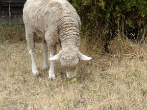 chloe the sheep under the apple tree