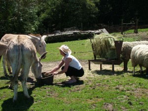 feeding time for donkeys and sheep