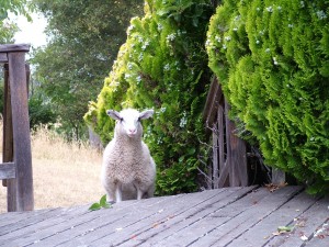 snowflake the lamb on the deck stairs