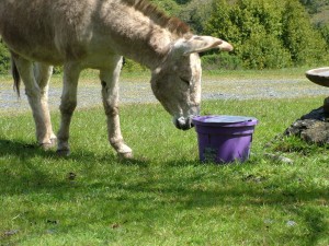 donkey at the water bucket