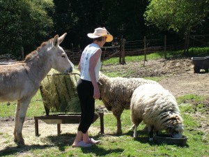 ulysses the donkey and me