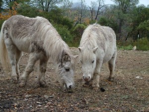 two miniature horses