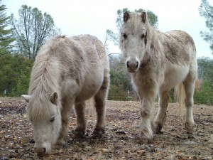 Twin horses