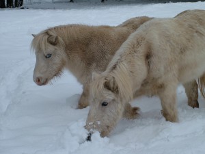 2 horses in the snow