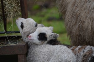 Aurora resting her head on her twin sister (photo by Cassie Ibarra)